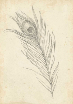 Picture of PEACOCK FEATHER SKETCH I