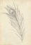 Picture of PEACOCK FEATHER SKETCH I