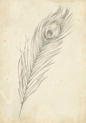 Picture of PEACOCK FEATHER SKETCH II