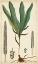 Picture of FOLIAGE BOTANIQUE II
