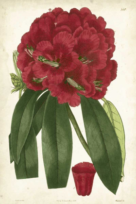 Picture of ANTIQUE RHODODENDRON I