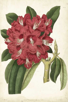Picture of ANTIQUE RHODODENDRON II