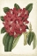 Picture of ANTIQUE RHODODENDRON II