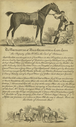 Picture of HORSE PORTRAITURE VII