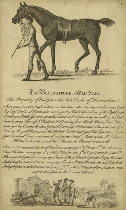 Picture of HORSE PORTRAITURE VIII