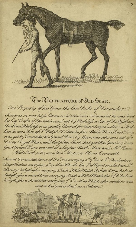 Picture of HORSE PORTRAITURE VIII