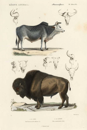 Picture of ANTIQUE COW AND BISON STUDY