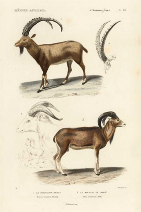 Picture of ANTIQUE ANTELOPE AND RAM STUDY