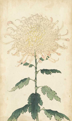 Picture of ELEGANT CHRYSANTHEMUMS III