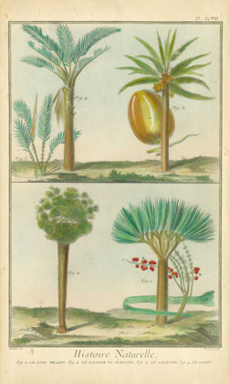 Picture of HISTOIRE NATURELLE TROPICALS I