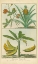 Picture of HISTOIRE NATURELLE TROPICALS II