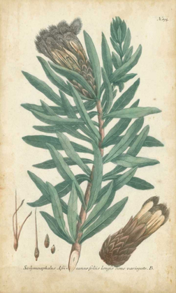 Picture of WEINMANN CONIFERS IV