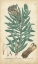 Picture of WEINMANN CONIFERS IV