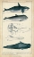Picture of ANTIQUE WHALE AND DOLPHIN STUDY I
