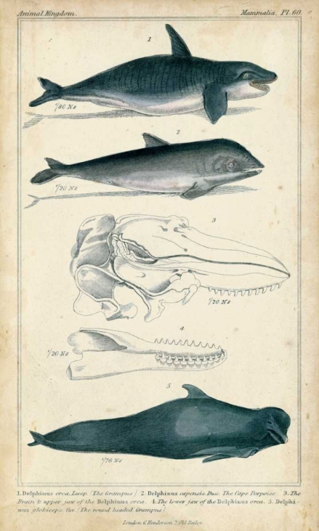 Picture of ANTIQUE WHALE AND DOLPHIN STUDY I