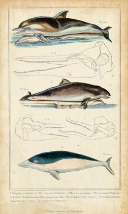 Picture of ANTIQUE WHALE AND DOLPHIN STUDY II