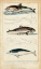 Picture of ANTIQUE WHALE AND DOLPHIN STUDY II