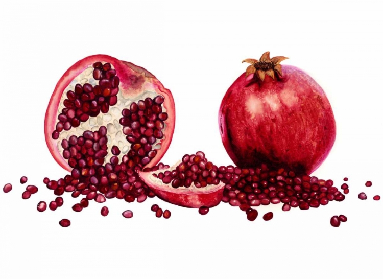 Picture of WATERCOLOR POMEGRANATE