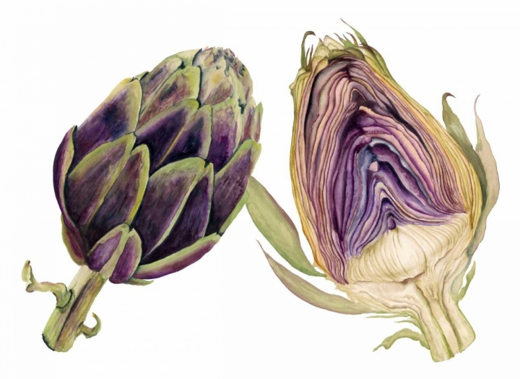 Picture of WATERCOLOR ARTICHOKE