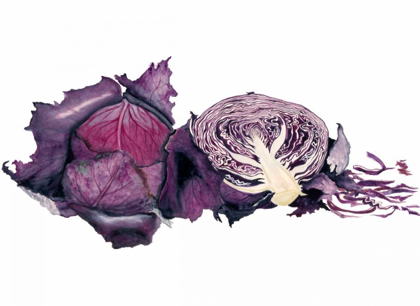 Picture of WATERCOLOR PURPLE CABBAGE