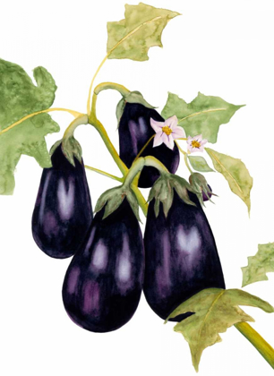 Picture of WATERCOLOR EGGPLANT