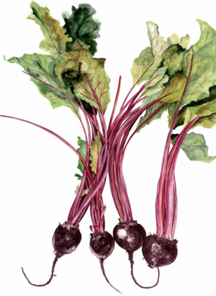 Picture of WATERCOLOR BEETS