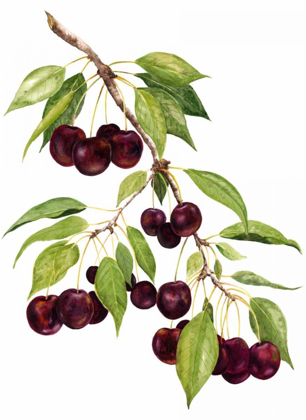 Picture of WATERCOLOR CHERRIES