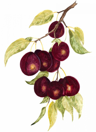 Picture of WATERCOLOR PLUMS