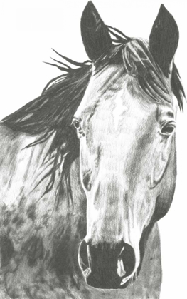 Picture of WILDLIFE SNAPSHOT- HORSE I