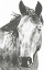 Picture of WILDLIFE SNAPSHOT- HORSE I