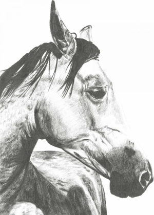 Picture of WILDLIFE SNAPSHOT- HORSE II