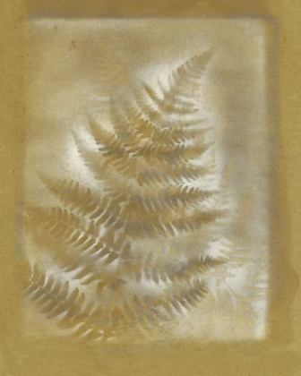 Picture of SHADOWS AND FERNS III