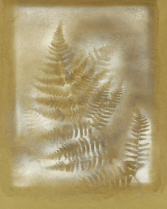 Picture of SHADOWS AND FERNS IV