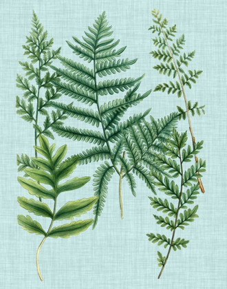 Picture of SPA FERNS I