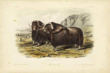 Picture of MUSK OX