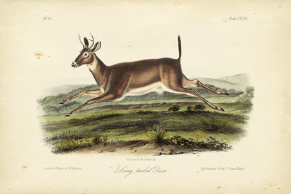 Picture of LONG-TAILED DEER
