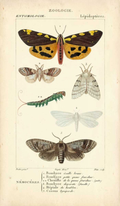Picture of ANTIQUE BUTTERFLY STUDY I