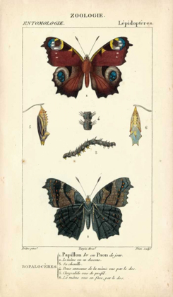 Picture of ANTIQUE BUTTERFLY STUDY II