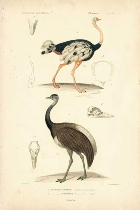 Picture of ANTIQUE OSTRICH STUDY