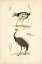 Picture of ANTIQUE OSTRICH STUDY