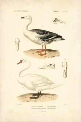 Picture of ANTIQUE SWAN STUDY