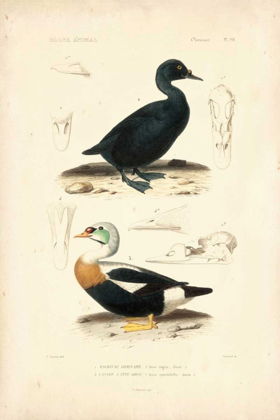 Picture of ANTIQUE DUCK STUDY I