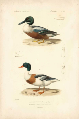 Picture of ANTIQUE DUCK STUDY II