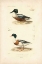 Picture of ANTIQUE DUCK STUDY II