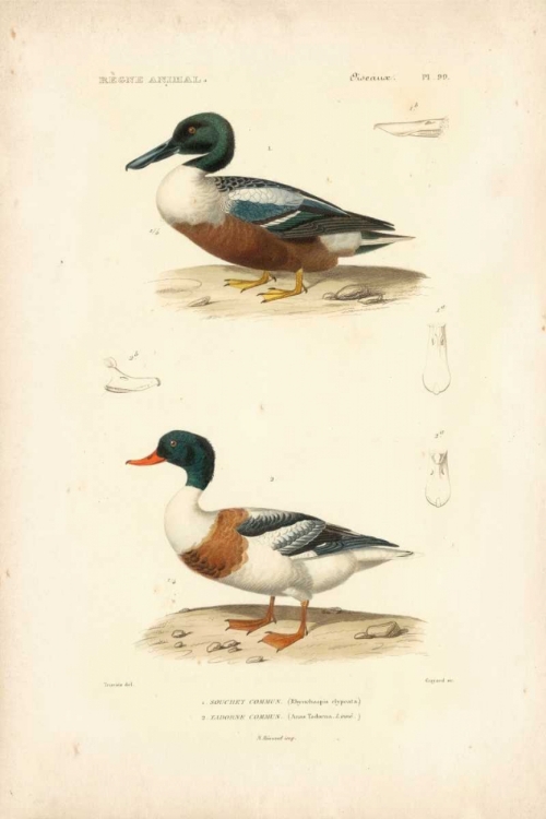 Picture of ANTIQUE DUCK STUDY II