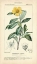 Picture of BOTANIQUE STUDY IN YELLOW I