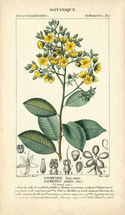 Picture of BOTANIQUE STUDY IN YELLOW II