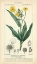 Picture of BOTANIQUE STUDY IN YELLOW III