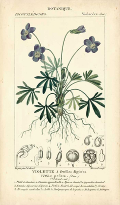 Picture of BOTANIQUE STUDY IN LAVENDER IV