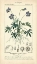 Picture of BOTANIQUE STUDY IN LAVENDER IV